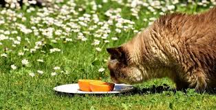Les Odeurs Que Les Chats Aiment Et Celles Qu Ils Detestent