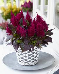 Kelos Fire Scarlet Planten