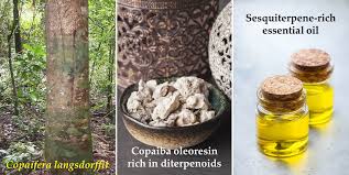 Image result for Copaifera