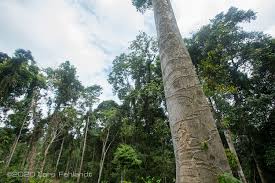 Image result for Antiaris toxicaria