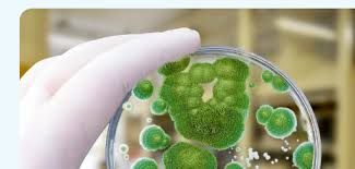 Image result for Mycotoxin