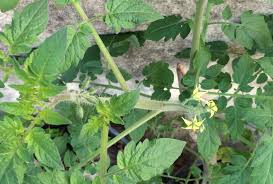 Once it has roots, you can replant them to the container with growing medium, or plant it straight to their final spot in the garden if you still have. Can A Half Broken Tomato Stem Heal With Assistance Gardening Landscaping Stack Exchange