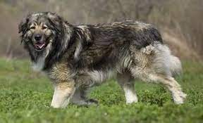 Der ciobănesc românesc carpatin ist ein verhältnismäßig großer hund, der aber gleichzeitig beweglich, kraftstrotzend und keinesfalls schwer erscheinen soll. CiobÄƒnesc Romanesc Carpatin Hunderasse Mit Bild Info Temperament Charakteristiken Und Fakten