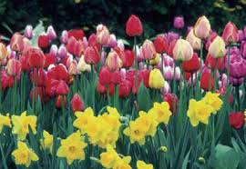 Check spelling or type a new query. The Vinegar To Sugar Ratio For Flowers