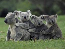 30 Incredible And Award Winning National Geographic Animal Photography Examples Baby Animals Cute Animals Koala