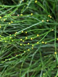 Image result for Psilotum