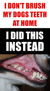 How To Remove Tartar And Clean Your Dog S Teeth Without Brushing Dog Teeth Dog Teeth Cleaning Teeth Cleaning