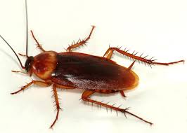 Locally owned and operated since 1964, bill's home service company is one of southern arizona's largest providers of termite and pest control services. Bill S Home Service Termite Pest Control Pest Control Marana Chamber Of Commerce