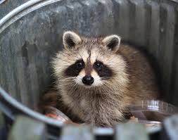Involves controlling pests by using chemicals on crops and using a small amount on fruits or plants for consumption, there may be a risk of toxicity to consumers. Professional Raccoon Control Services In Orlando Fl Total Pest Services