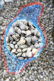 Kompas merupakan alat navigasi yang memanfaatkan medan magnetis bumi dalam penentuan sebuah arah. Menyediakan Kerang Live Atau Kerang Dengan Sos Pasta