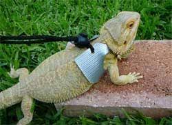 Fun Bearded Dragon Facts Information