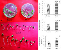 Image result for Cyamopsis tetragonoloba