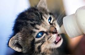 yavru kediler ne zaman sutten kesilir kediler vetrehberi