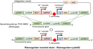 Schematic representation of the integration of the riboregulator into...