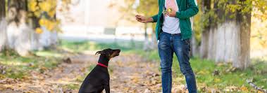 Doberman Dog Breed Facts And Personality Traits Hill S Pet