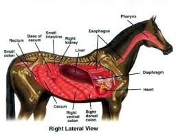 The Horse Digestive System Is Like Other Simple Stomach Animals But Having A Dual Function Of Like Both Simple And Compound Sto Horse Anatomy Horse Care Horses