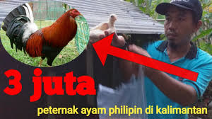 Grill ayam atas daun pisang! Ayam Philipin Di Kalimantan Harga Joosss Youtube