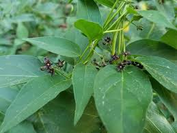 Image result for Vincetoxicum