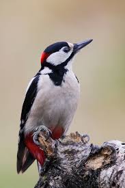 Buntspecht Forum Fur Naturfotografen Buntspecht Specht Vogel Im Garten