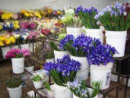 Maybe you would like to learn more about one of these? New Customer Information Halls Atlanta Wholesale Florist Inc