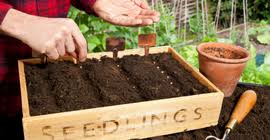 As they grow, thin the seedlings to about 5cm apart. How To Grow Veg From Seed Veg Garden Advice Westland Garden Health