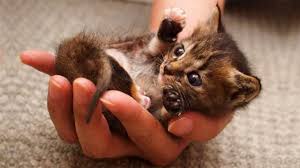 Search, discover and share your favorite cute cats gifs. Kittens Doing Cute Things Online Shopping