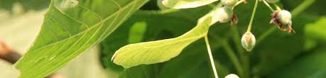 A valuable tree for street planting, 'redmond' has the largest leaves of the lindens. Tilia Americana Redmond Treeebb Online Tree Finding Tool Ebben Nurseries