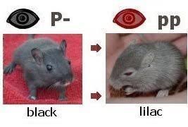 Gerbil Genetics Made Pretty Easy