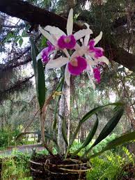 Pin Em Orquideas