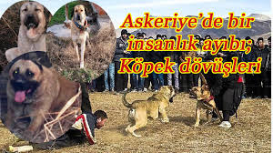 Askeriye De Kopek Dovusu Kivilcim Haber Burdur