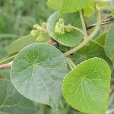 Image result for Stephania abyssinica