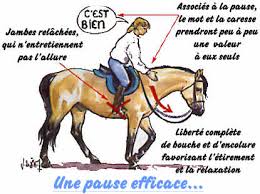 Les autres membres du genre equus, âne et zèbre, possèdent la même morphologie de pied qui les distingue de leurs ancêtres équidés. Saint Vaulry Article Motiver Ethologie Education Equitation D Exterieur