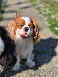 ESPRITS DE CKC-KC 💙 OFFICIEL