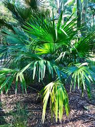 Image result for Livistona drudei