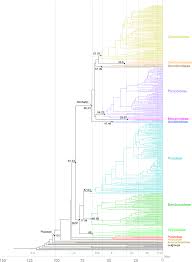 Image result for Sartidia angolensis