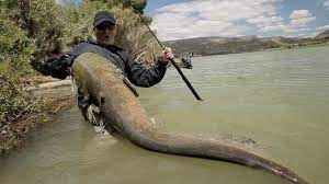 Cyril chauquet (born in france in 1976) is a passionate adventurer, best known as the producer, creator and host of the 2 global hit tv series, chasing monsters and fishing adventurer. Chasing Monsters Tv Series 2015 Imdb