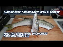 Ikan Ini Enak Dibikin Bakso Ikan Pempek Mau Tau Cara Ambil Dagingnya Gampang Banget Youtube Ikan Resep Kepiting Daging