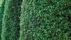 In massachusetts, a common screen often consists of the evergreen called arborvitae used to deter neighbors from viewing a patio or pool though not restricting to those types of areas. 7 Fast Growing Plants For Privacy Bunnings New Zealand