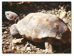 desert tortoise desertusa