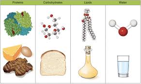 The term micronutrients is used to describe vitamins and minerals in general. Classification Of Nutrients Nutrition Science And Everyday Application