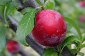 plums ile ilgili görsel sonucu