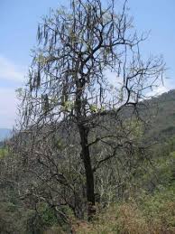 Image result for Radermachera xylocarpa