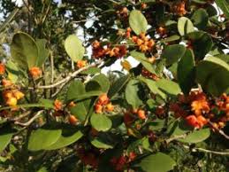 Image result for Pterocelastrus