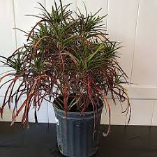 Image result for Keetia zanzibarica