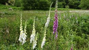 Het vingerhoedskruid of ook wel digitalis genoemd heeft dikke trossen bloemen. Flora Van Nederland Vingerhoedskruid Digitalis Purpurea