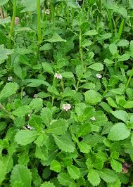Image result for Phyla nodiflora