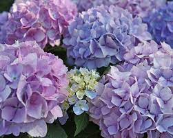 Maybe you would like to learn more about one of these? Die Top 20 Der Balkonblumen Bald Wird S Bunt Hydrangea Purple Hydrangeas For Sale Wholesale Flowers