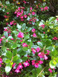 We did not find results for: Escallonia Escallonia Species Fast Growing Evergreen Shrubs Leaves Are Glossy And Dark Green Shrub Fast Growing Evergreens Evergreen Shrubs Pink Flowers