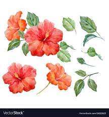 Watercolor Tropical Hibiscus Flower Vector Image On Vectorstock Flower Illustration Flower Art Drawing Hibiscus