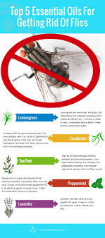 How to stop cluster flies returning. Essential Oils To Get Rid Of Flies How To Stop These Pesky Space Invaders Essential Oil Benefits